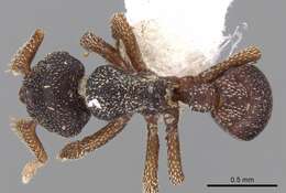 Image of Eurhopalothrix philippina Brown & Kempf 1960