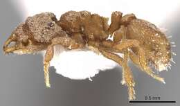 Image of Rhopalothrix isthmica (Weber 1941)