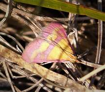 Image de Pyrausta sanguinalis Linnaeus 1767