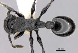 Image of Procryptocerus eladio