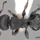 Image of Procryptocerus lepidus Forel 1908