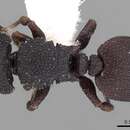 Image of Cataulacus reticulatus Smith 1857