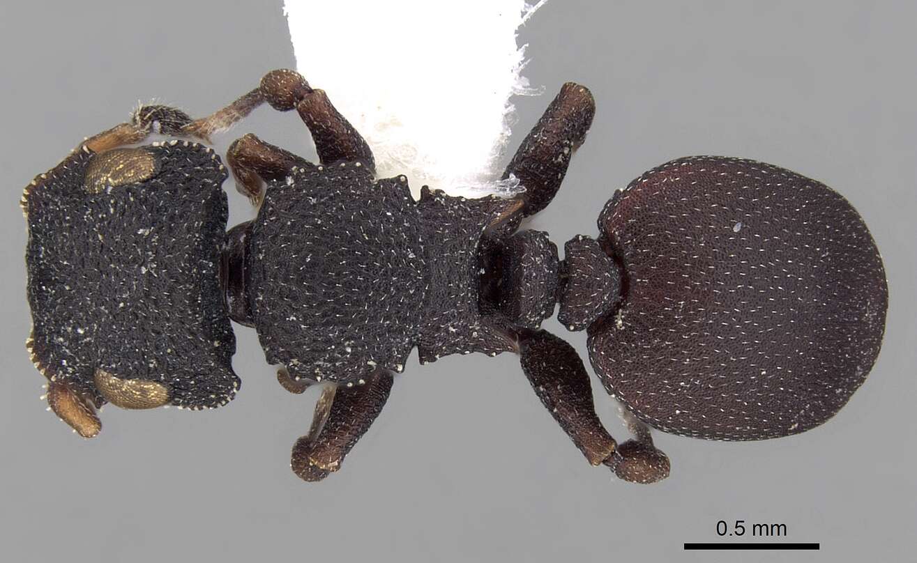 Image of Cataulacus reticulatus Smith 1857
