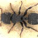 Image of Cataulacus setosus Smith 1860