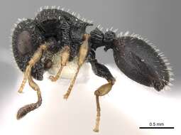 Image of Sculpted Tree ants