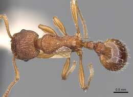 Image of Myrmica aloba Forel 1909