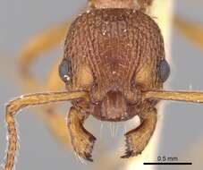 Image of Myrmica aloba Forel 1909