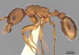 Image of Myrmica aloba Forel 1909