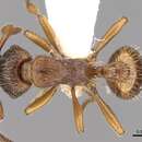 Image of Myrmica vandeli Bondroit 1920