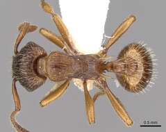 Image of Myrmica vandeli Bondroit 1920