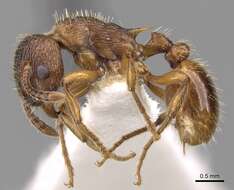 Image of Myrmica vandeli Bondroit 1920