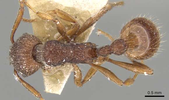 Myrmica bergi Ruzsky 1902的圖片