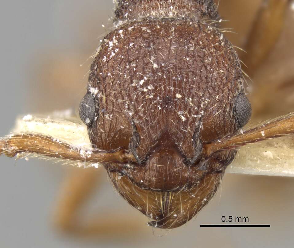 Image of Myrmica bergi Ruzsky 1902