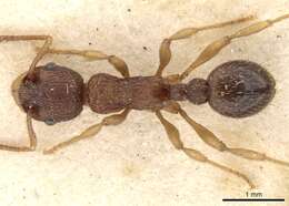 Image of Myrmica excelsa Kupyanskaya 1990