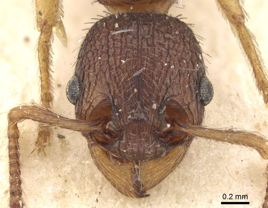 Image of Myrmica excelsa Kupyanskaya 1990