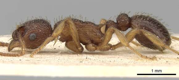 Image of Myrmica excelsa Kupyanskaya 1990