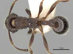 Image of Myrmica jessensis Forel 1901