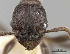 Image of Myrmica jessensis Forel 1901