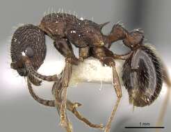 Image of Myrmica jessensis Forel 1901