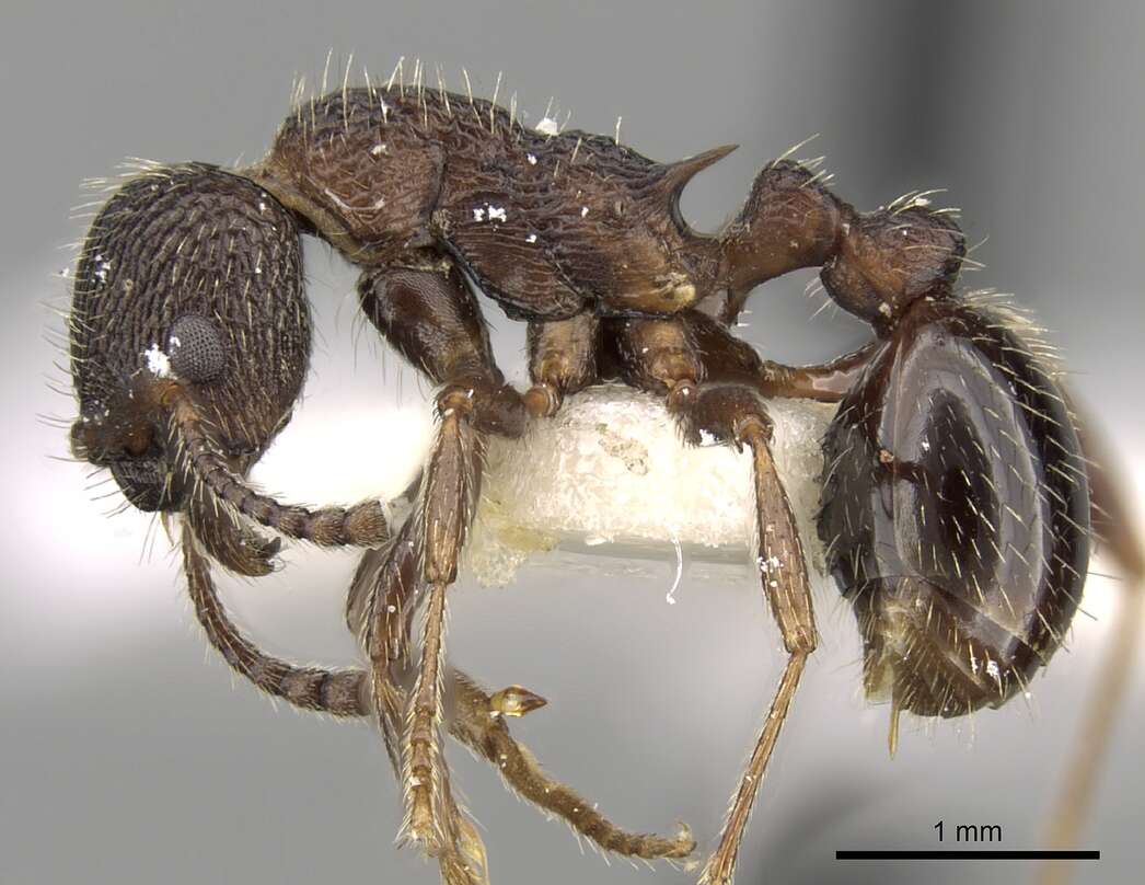 Image of Myrmica jessensis Forel 1901