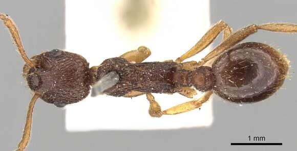 Image de Myrmica kotokui Forel 1911