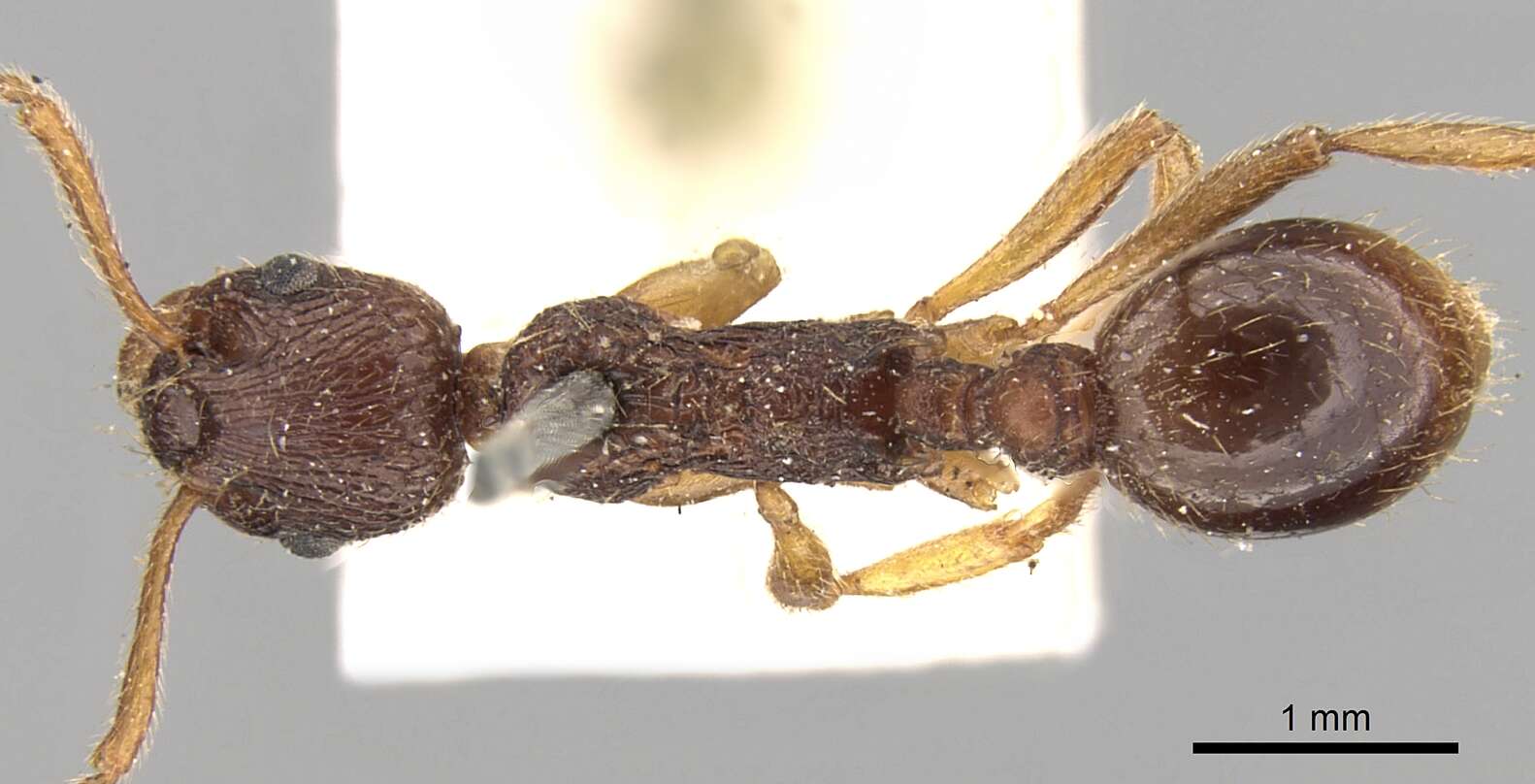 Plancia ëd Myrmica kotokui Forel 1911