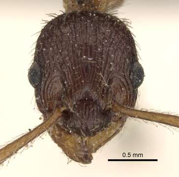 Plancia ëd Myrmica kotokui Forel 1911