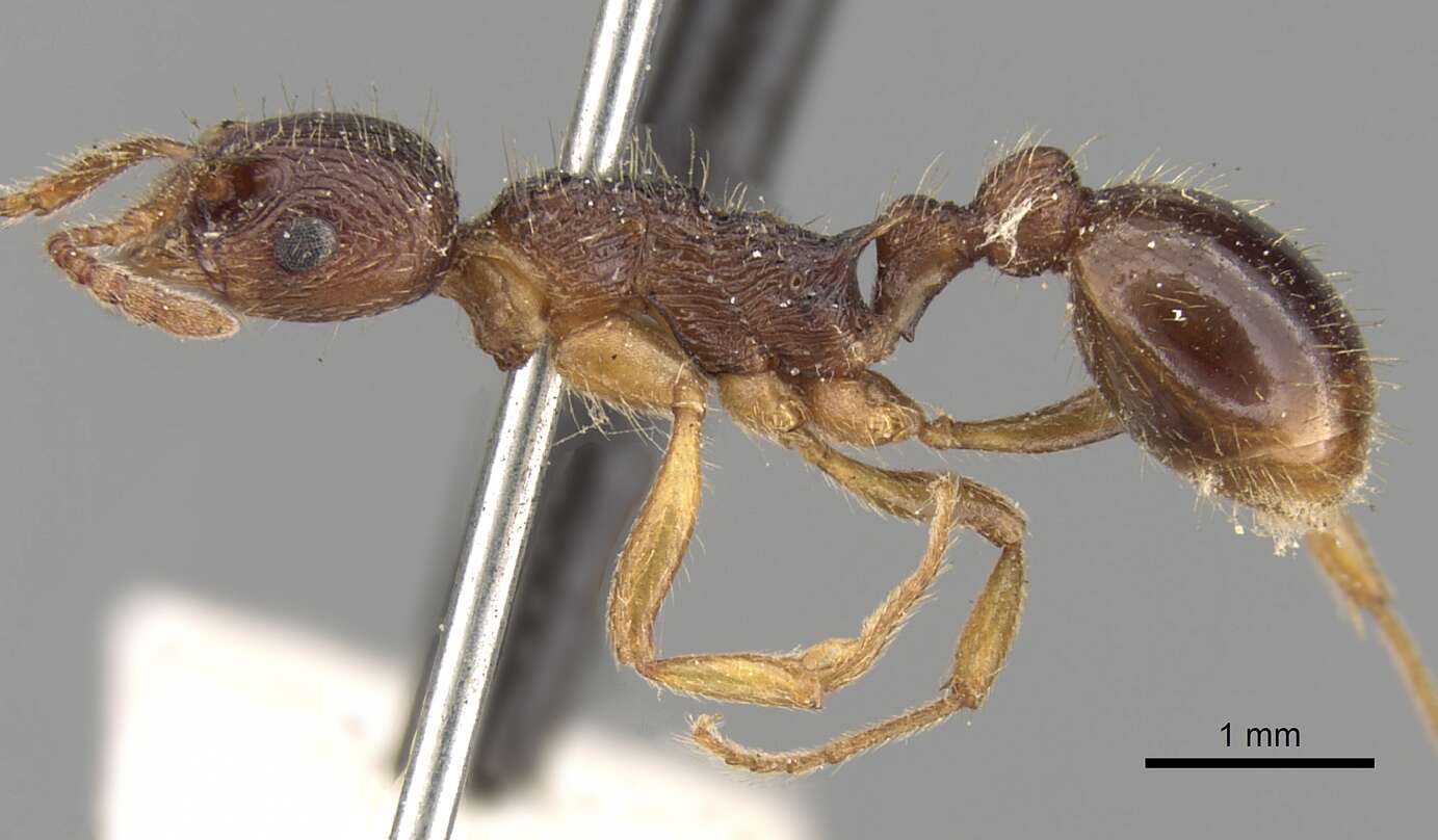 Plancia ëd Myrmica kotokui Forel 1911