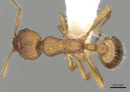 Image of Myrmica kryzhanovskii Arnol'di 1976