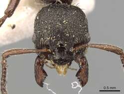 Imagem de Myrmica kurokii Forel 1907