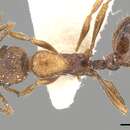 Image of Myrmica tenuispina Ruzsky 1905