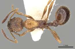 Image of Myrmica tenuispina Ruzsky 1905