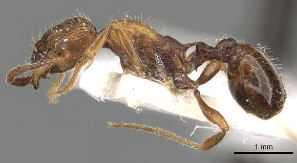 Image of Myrmica tenuispina Ruzsky 1905