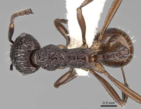 Myrmica indica Weber 1950的圖片