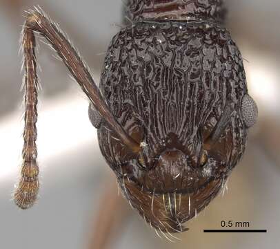 Myrmica indica Weber 1950的圖片