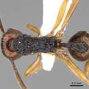 Image of Myrmica ritae Emery 1889