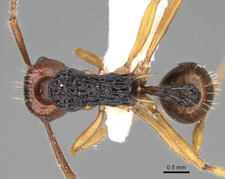 Image of Myrmica ritae Emery 1889