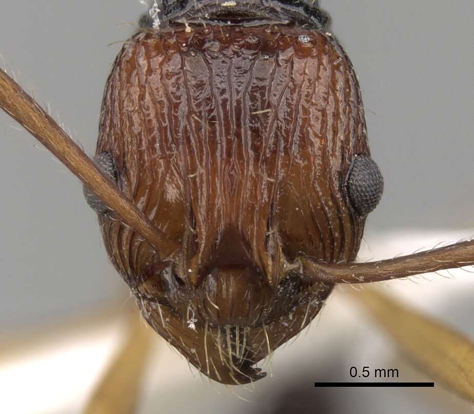 Plancia ëd Myrmica ritae Emery 1889