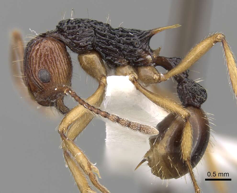 Plancia ëd Myrmica ritae Emery 1889