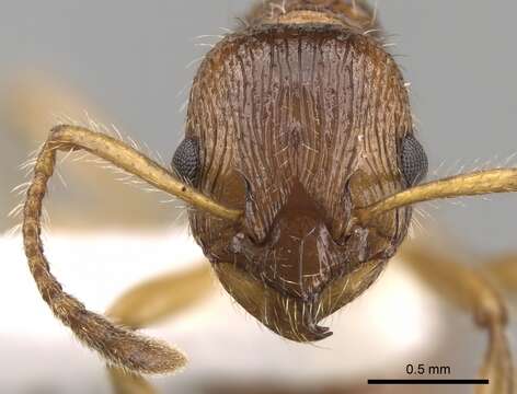 Image of <i>Myrmica fortior</i>