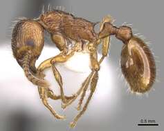 Image of <i>Myrmica fortior</i>