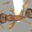 Image of <i>Myrmica cachmiriensis</i>