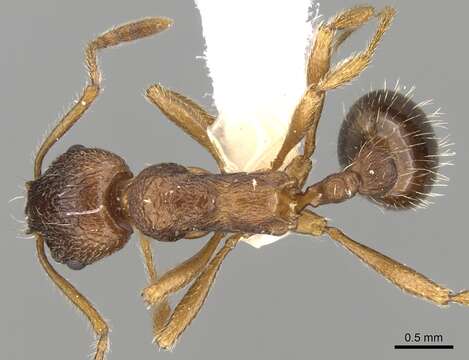 Image de <i>Myrmica cachmiriensis</i>