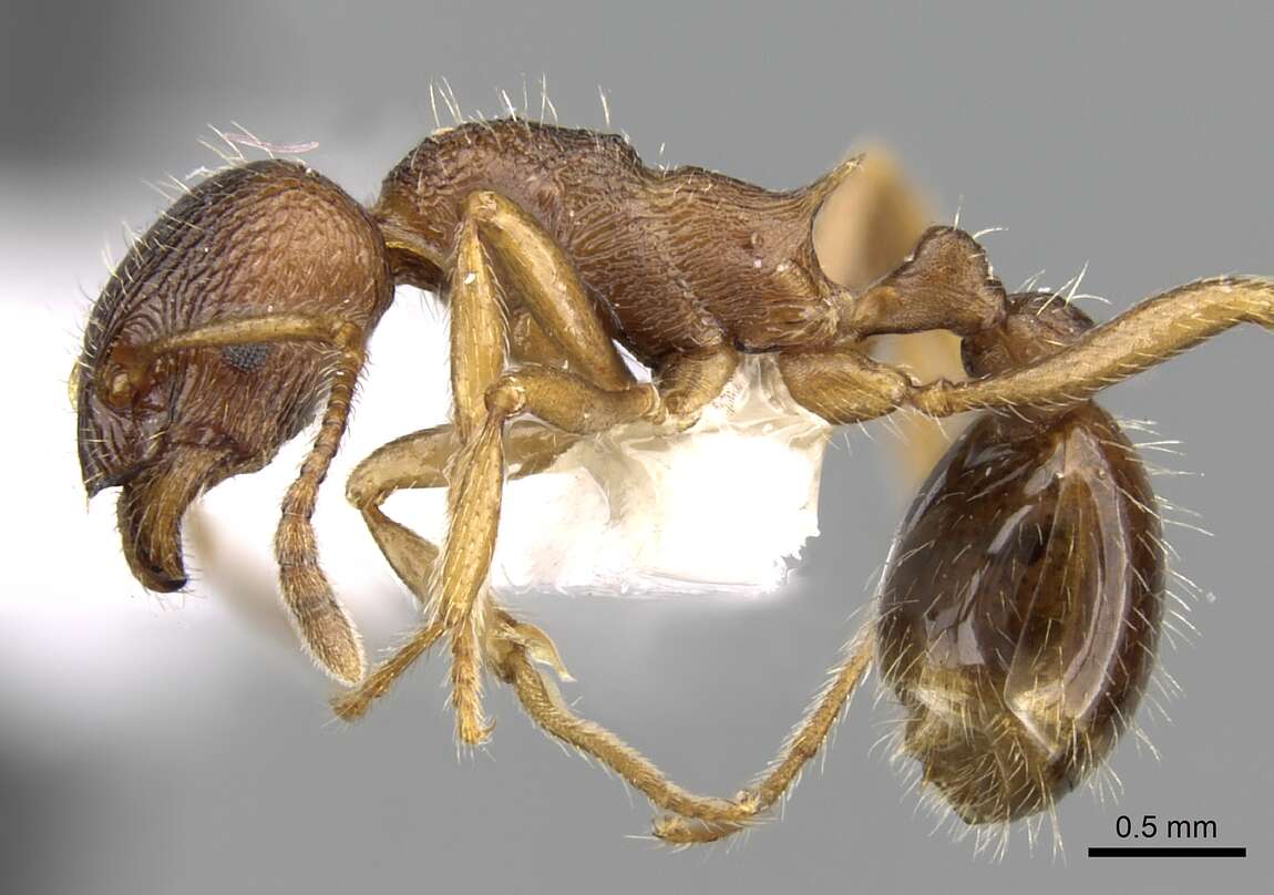 Imagem de <i>Myrmica cachmiriensis</i>