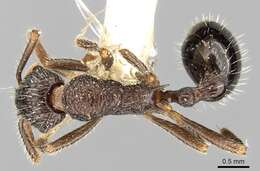 Image of Myrmica inezae Forel 1902