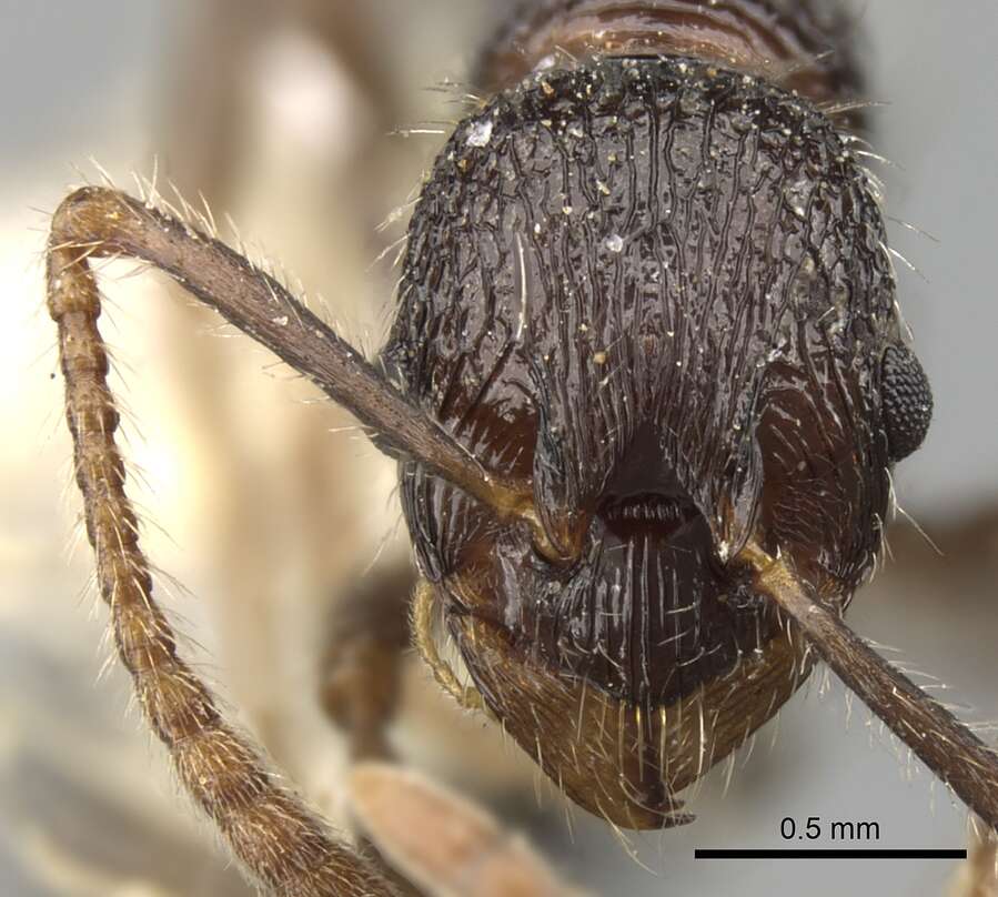 Image of Myrmica inezae Forel 1902