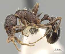 Image of Myrmica inezae Forel 1902