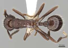 Image of Myrmica hecate