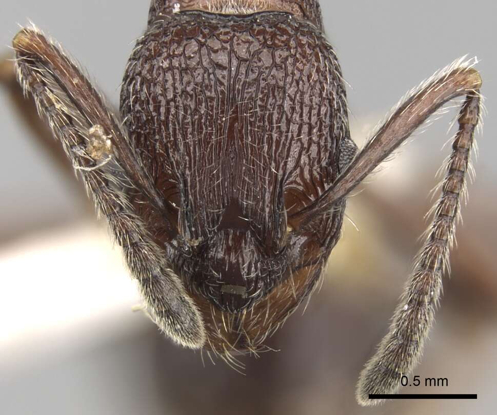 Image of Myrmica hecate