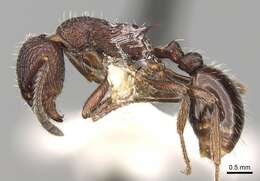 Image of Myrmica hecate